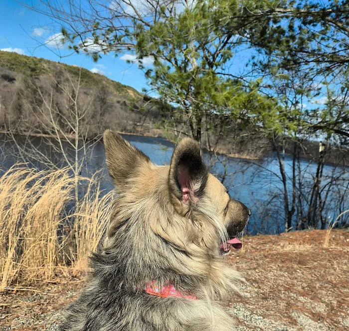 River Point Canine Park 10