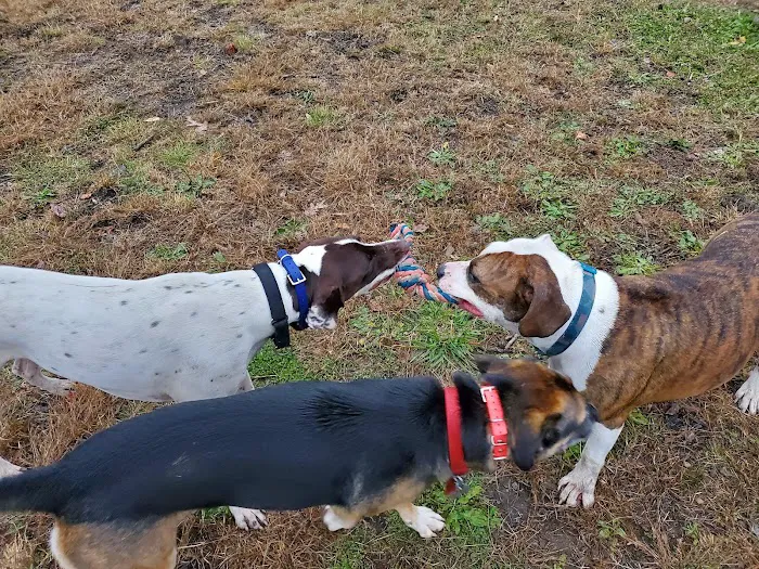 River Point Canine Park 4