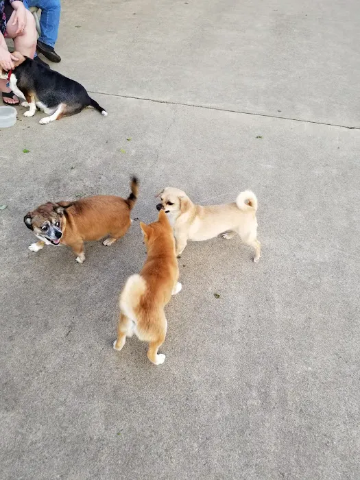Route 100 Off-Leash Dog Park 9