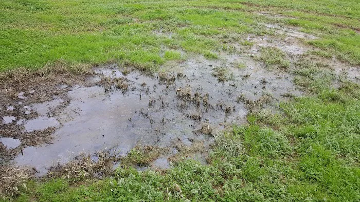 Kutztown Dog Park 5