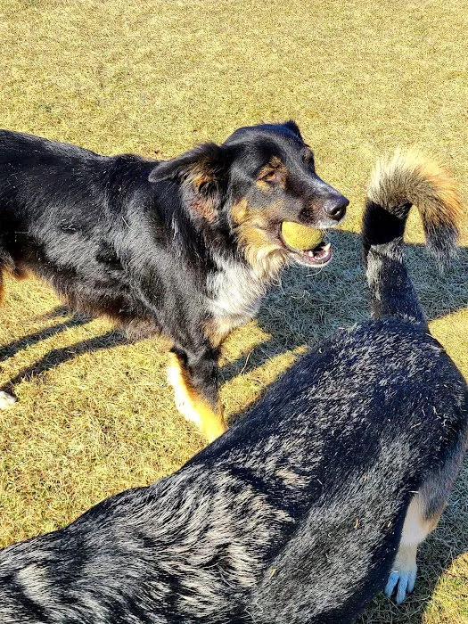 Maidencreek Township Dog Park 6