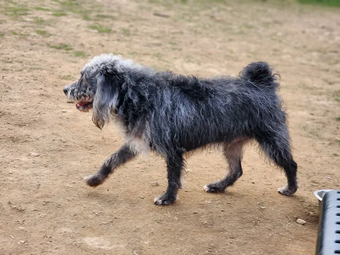 Maidencreek Township Dog Park 9