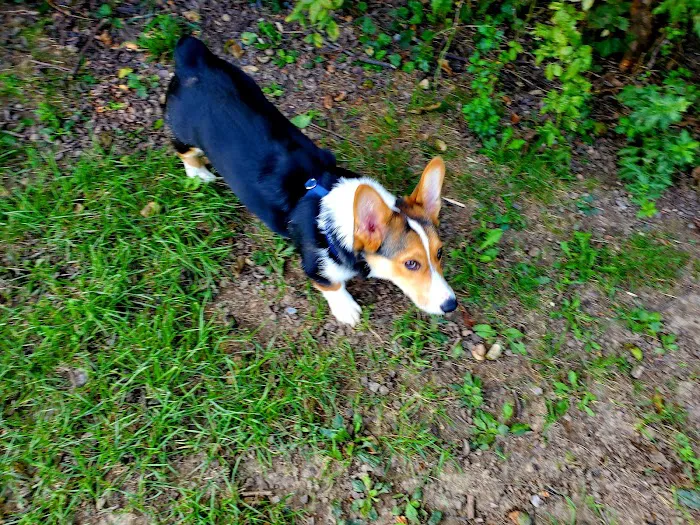 Maidencreek Township Dog Park 10