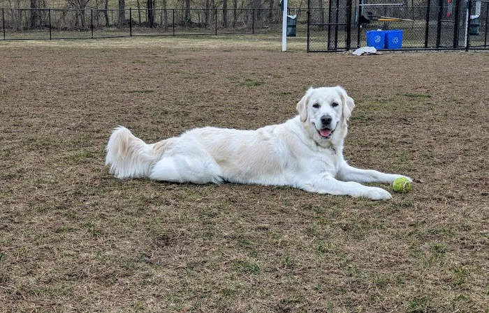Maidencreek Township Dog Park 2