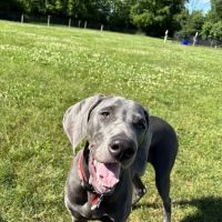 Maidencreek Township Dog Park ico