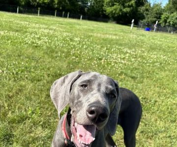 Maidencreek Township Dog Park