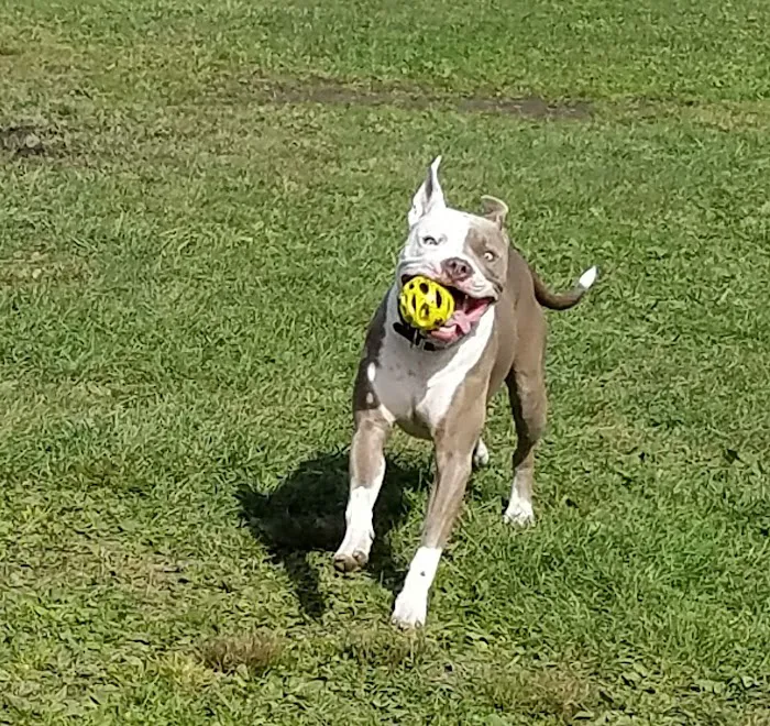 Central Bark, off leash Dog Park 8