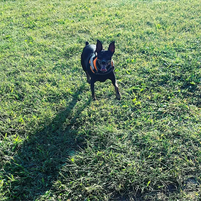 Central Bark, off leash Dog Park 9