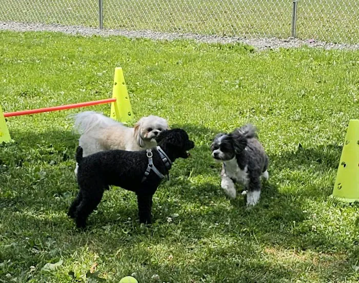Hemlock Farms Dog Park 1