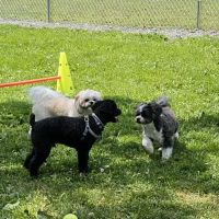 Hemlock Farms Dog Park ico