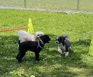 Hemlock Farms Dog Park