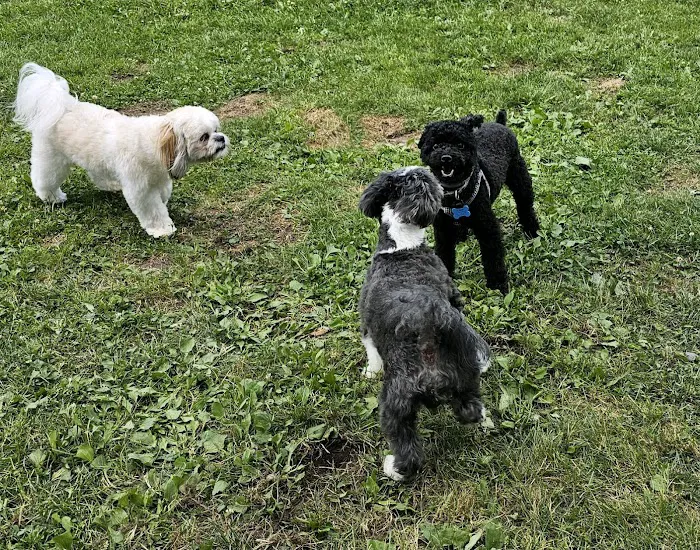 Hemlock Farms Dog Park 2