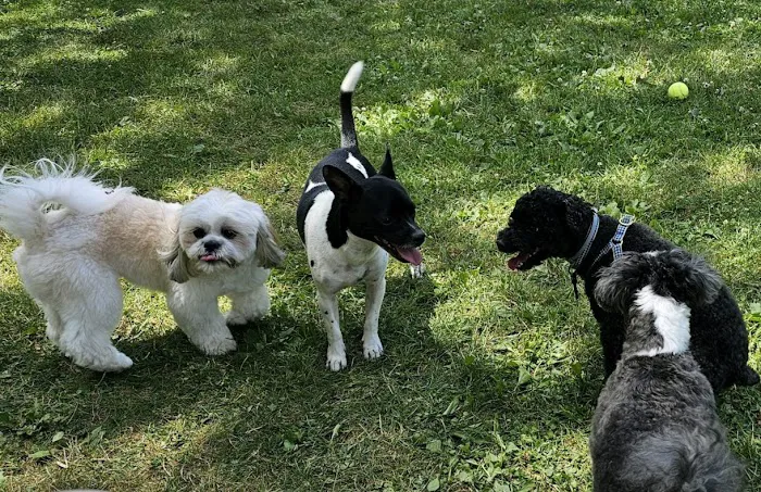 Hemlock Farms Dog Park 3
