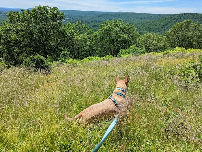 Barrett Township Dog Park 3