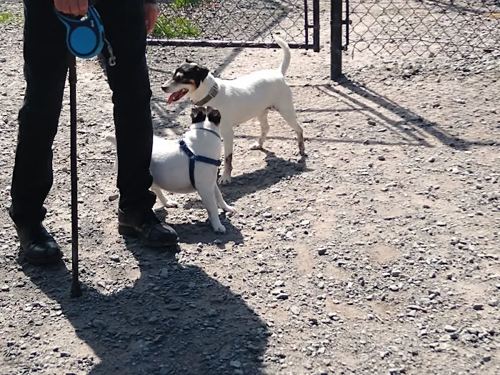 Town of Bethel Dog Park 5