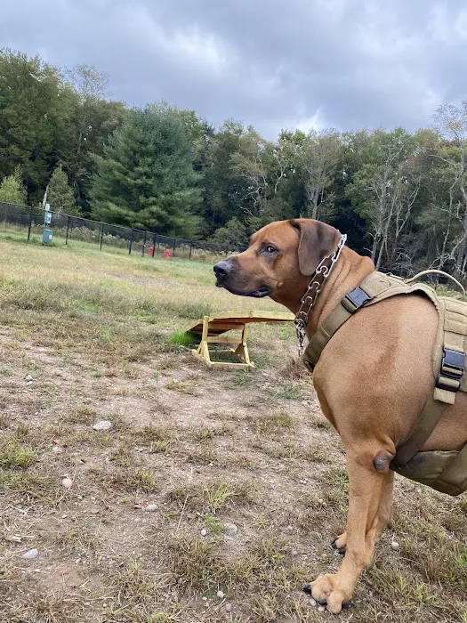 Town of Bethel Dog Park 9
