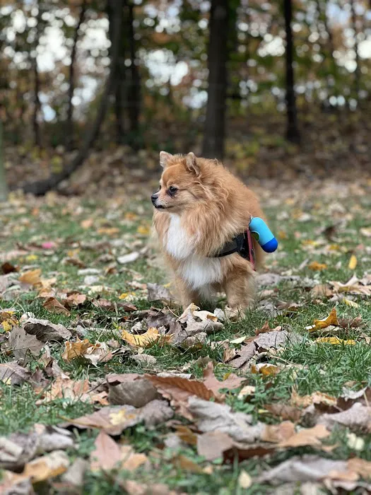 Milton Landing Dog Park 2