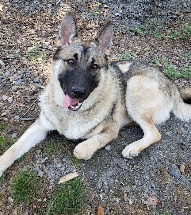 Milton Landing Dog Park 7