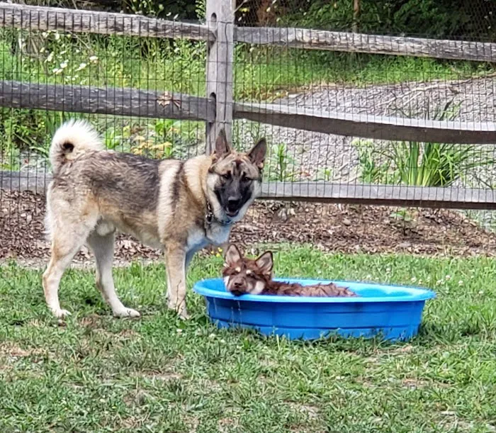 Milton Landing Dog Park 9