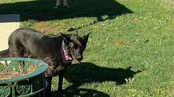 Cheshire Dog Park 8