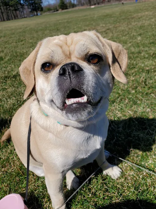 Cheshire Dog Park 3