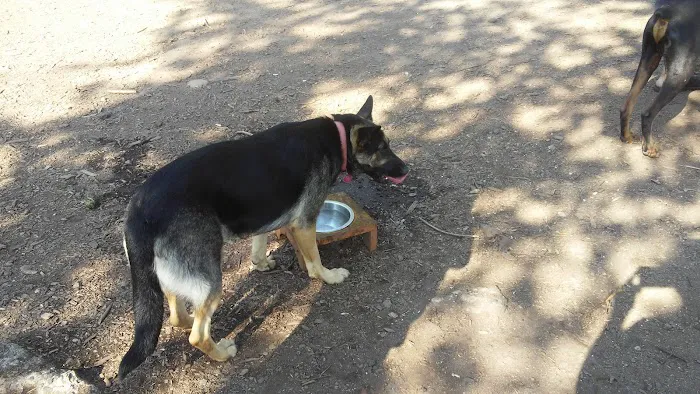 Wallingford Dog Park 2