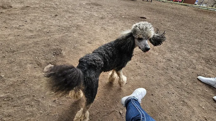 Wallingford Dog Park 10