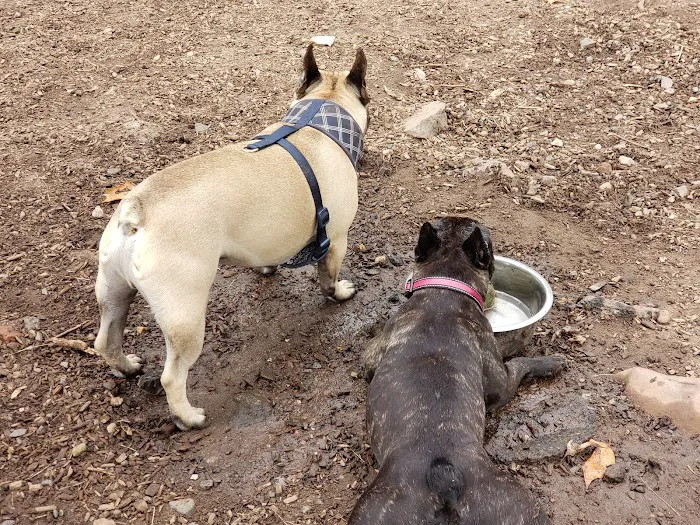 Wallingford Dog Park 1