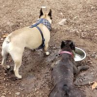 Wallingford Dog Park ico