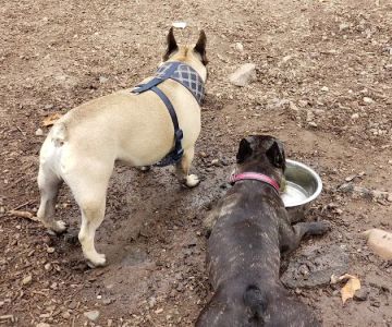 Wallingford Dog Park