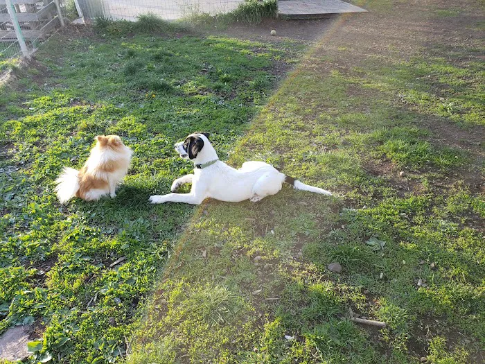 Wallingford Dog Park 3
