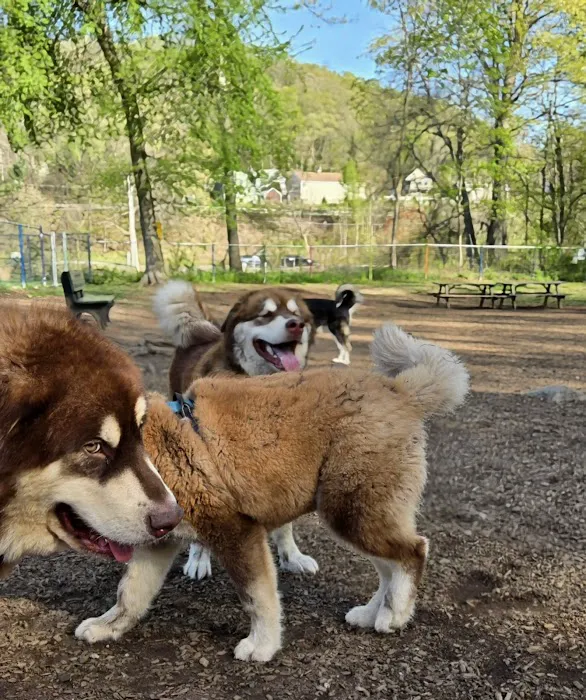 Wallingford Dog Park 9