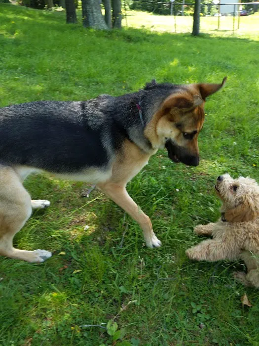 Meriden Dog Park 6