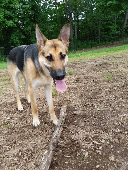 Meriden Dog Park 10