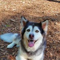 Friends of Canton Dog Park ico