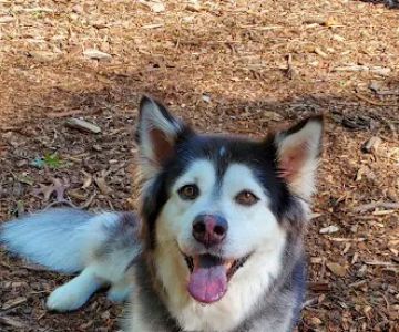 Friends of Canton Dog Park