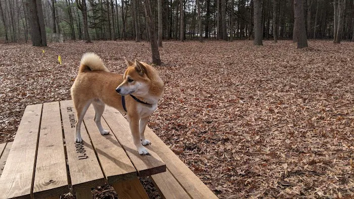 Friends of Canton Dog Park 2