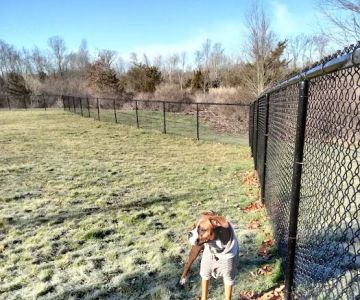 Berlin Dog Park (Leash Free Area)
