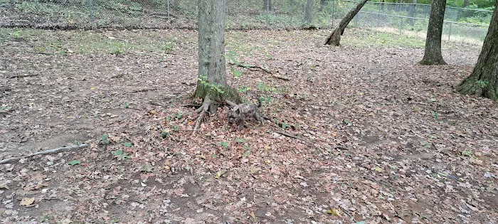 Paw Dog Park 1