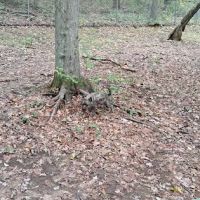 Paw Dog Park ico