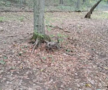 Paw Dog Park