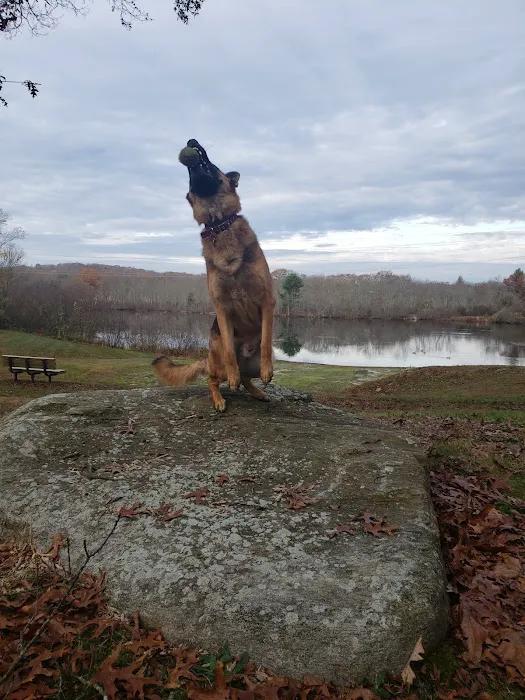 Paw Dog Park 6