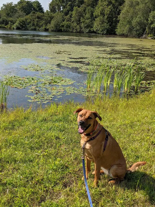 Paw Dog Park 3