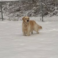 East Haddam Dog Park ico