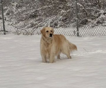 East Haddam Dog Park