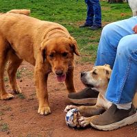 Danielle Ruiz-Murphy Center for Animal Welfare and Dog Park ico