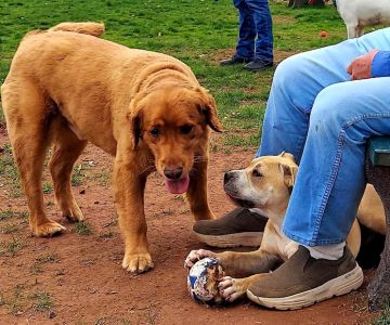 Danielle Ruiz-Murphy Center for Animal Welfare and Dog Park