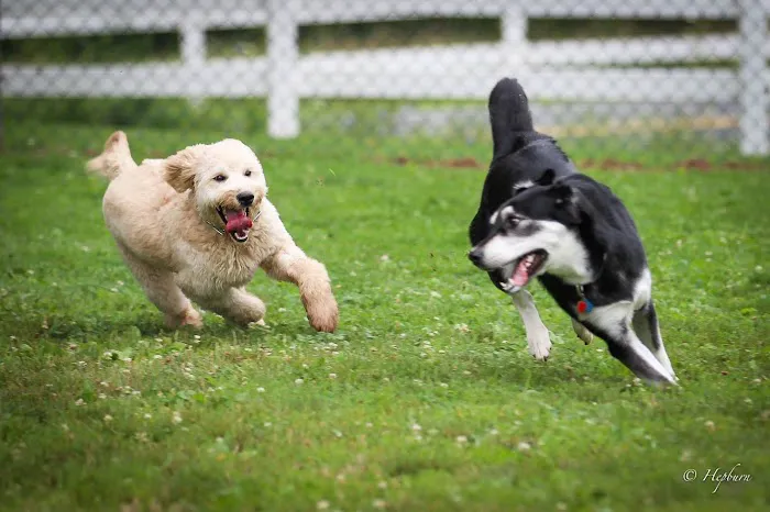 Danielle Ruiz-Murphy Center for Animal Welfare and Dog Park 8