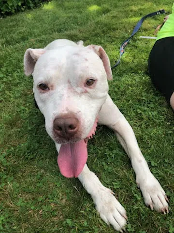 Danielle Ruiz-Murphy Center for Animal Welfare and Dog Park 2