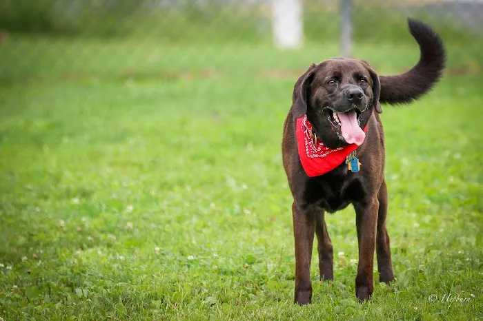 Danielle Ruiz-Murphy Center for Animal Welfare and Dog Park 6